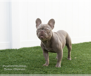 Father of the French Bulldog puppies born on 03/31/2025