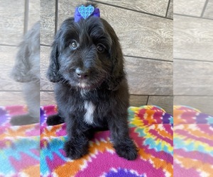 Aussie-Poo-Poodle (Miniature) Mix Puppy for sale in RICHMOND, IL, USA