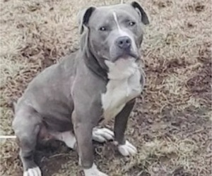 Father of the American Pit Bull Terrier puppies born on 05/13/2026