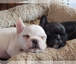 Small Photo #1 French Bulldog Puppy For Sale in AMHERST, NH, USA