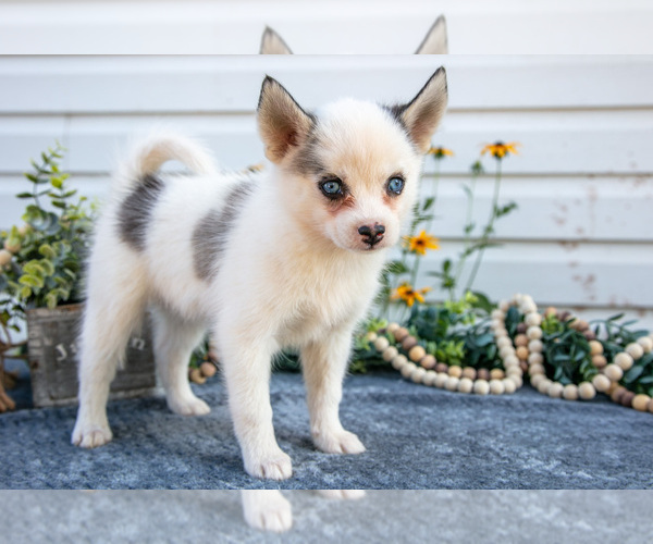 Medium Photo #12 Pomsky Puppy For Sale in ELIZABETHTOWN, PA, USA