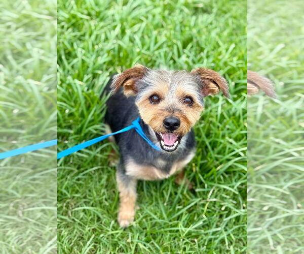 Medium Photo #7 Mutt Puppy For Sale in Pacolet, SC, USA
