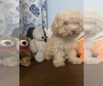 BichPoo puppies - Male Bichpoo Puppy for Sale - Photo #37