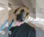 Small #5 Anatolian Shepherd-Great Pyrenees Mix