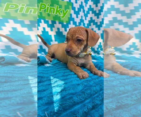 Medium Photo #1 Chihuahua-Unknown Mix Puppy For Sale in Oakhurst, NJ, USA