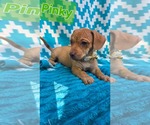 pinky- Pac Man litter - Female Chihuahua-Unknown Mix Dog for Adoption - Small photo