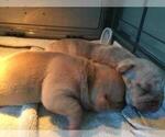 Small #11 American Bully