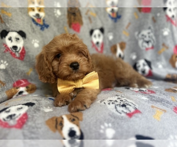 Medium Photo #7 Cavapoo Puppy For Sale in LAKELAND, FL, USA