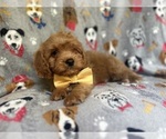Small #6 Cavapoo