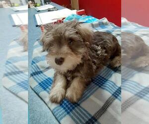 Schnauzer (Miniature) Puppy for sale in BOILING SPRINGS, SC, USA