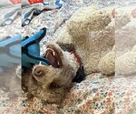 Small #2 Poodle (Standard)