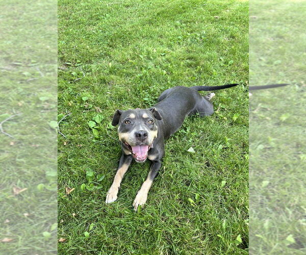 Medium Photo #1 American Staffordshire Terrier-Unknown Mix Puppy For Sale in Brewster, NY, USA