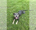 Small American Staffordshire Terrier Mix