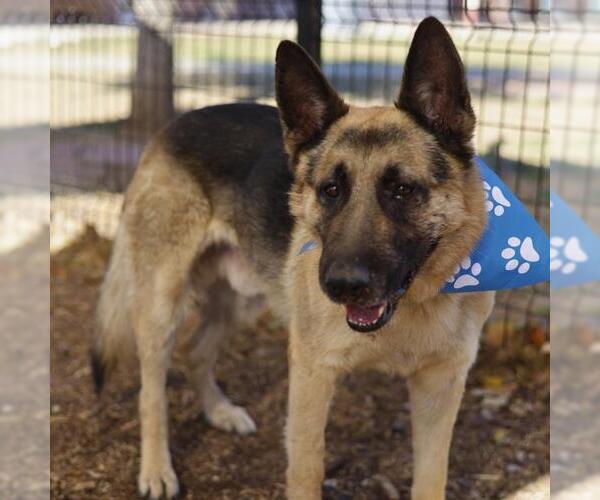 Medium Photo #1 German Shepherd Dog-Unknown Mix Puppy For Sale in San Antonio, TX, USA
