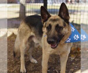 German Shepherd Dog Mix Dog for Adoption in San Antonio, Texas USA