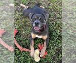 Small #2 American Staffordshire Terrier-Bulldog Mix