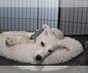 Great Pyrenees-Unknown Mix Dogs for adoption in The Woodlands, TX, USA