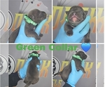 Image preview for Ad Listing. Nickname: Green Collar