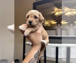 Small #5 Maltipoo (Miniature)