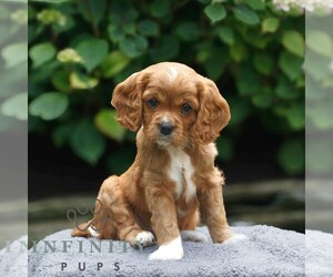 Cavapoo Puppy for sale in KINZERS, PA, USA