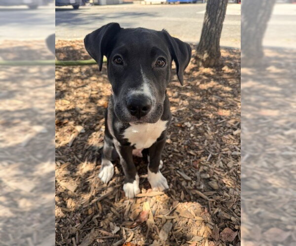 Medium Photo #2 Labrador Retriever-Unknown Mix Puppy For Sale in Fremont, CA, USA