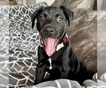 Small #2 American Staffordshire Terrier-Labrador Retriever Mix