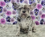 Small Photo #3 French Bulldog Puppy For Sale in BLAKESBURG, IA, USA