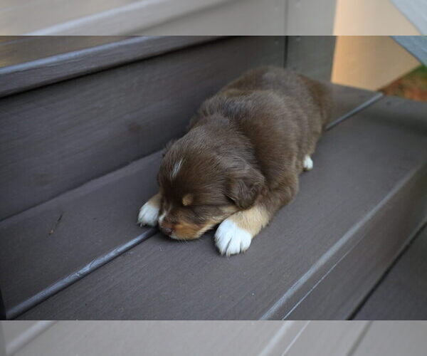 Medium Photo #52 Miniature Australian Shepherd Puppy For Sale in DAWSON, GA, USA