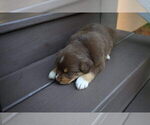 Small Photo #52 Miniature Australian Shepherd Puppy For Sale in DAWSON, GA, USA