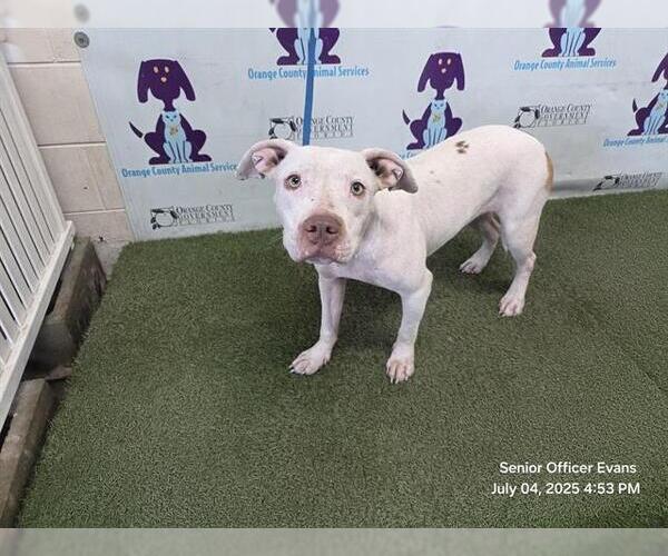 Medium Photo #1 American Pit Bull Terrier Puppy For Sale in Orlando, FL, USA