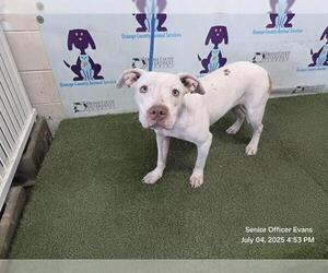 American Pit Bull Terrier Dogs for adoption in Orlando, FL, USA