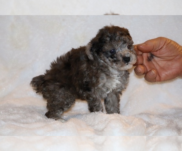 Medium Photo #11 Poodle (Toy) Puppy For Sale in DYERSBURG, TN, USA