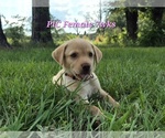 Small #4 Labrador Retriever