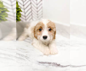 Cavachon Puppy for sale in MILLERSBURG, OH, USA