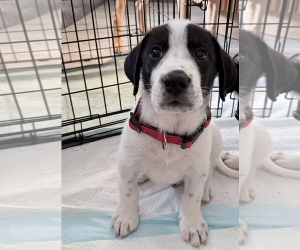 Medium Photo #2 Great Pyrenees-Unknown Mix Puppy For Sale in Cliffwood, NJ, USA