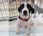 Small #1 Great Pyrenees Mix