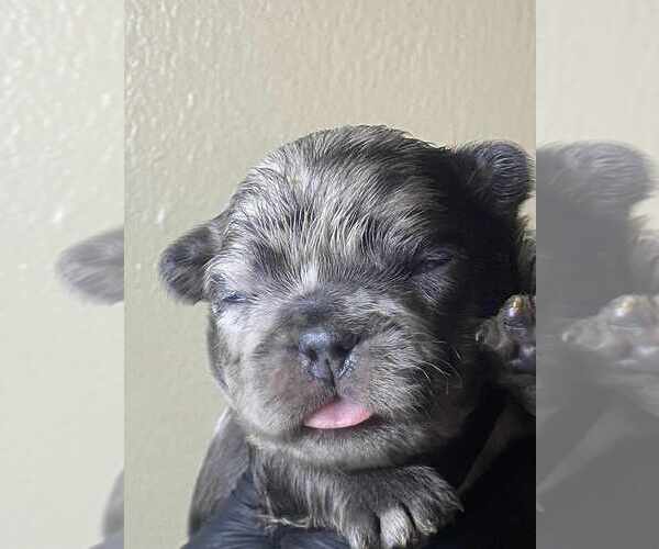 Medium Photo #4 French Bulldog Puppy For Sale in CORDOVA, TN, USA