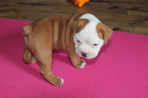 Medium Photo #1 Olde English Bulldogge Puppy For Sale in MANSFIELD, OH, USA