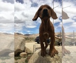Small Photo #144 Rhodesian Ridgeback Puppy For Sale in MORONGO VALLEY, CA, USA
