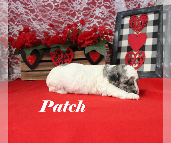 Medium Photo #7 Poodle (Toy) Puppy For Sale in CHANUTE, KS, USA