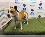 Small American Pit Bull Terrier Mix