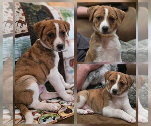 Mountain Cur-Unknown Mix Dogs for adoption in New London, WI, USA