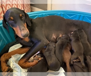 Mother of the Doberman Pinscher puppies born on 03/03/2022