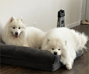 Mother of the Samoyed puppies born on 08/03/2023