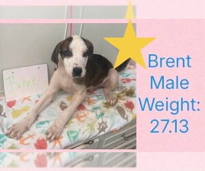 Beloved Babes : Brent - Male Boxer-Great Pyrenees Mix Dog for Adoption - Photo #4