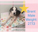 Small Photo #4 Boxer-Great Pyrenees Mix Puppy For Sale in Aurora, IN, USA