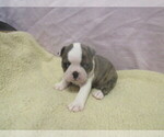 Small #1 Boston Terrier