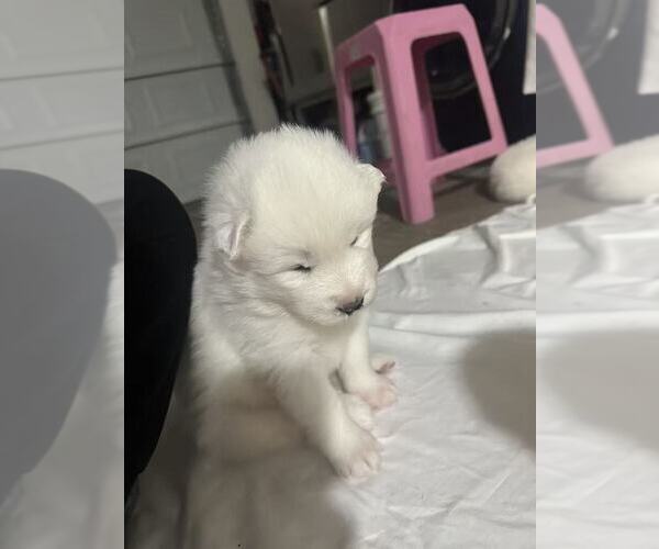 Medium Photo #8 Samoyed Puppy For Sale in DALY CITY, CA, USA