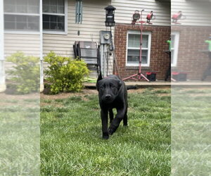 Mutt Dogs for adoption in Imlay City, MI, USA