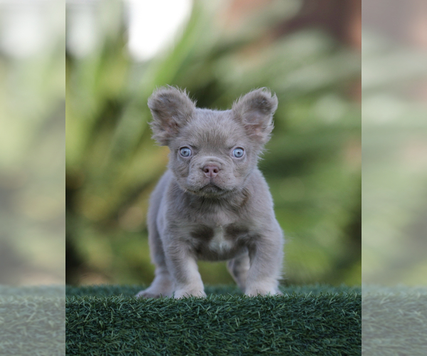 Medium Photo #2 French Bulldog Puppy For Sale in RALEIGH, NC, USA